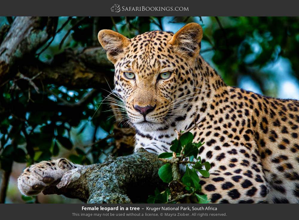 Female leopard in a tree in Kruger National Park, South Africa