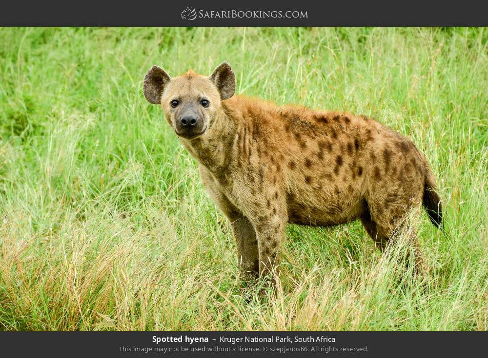 Spotted hyena in Kruger National Park, South Africa
