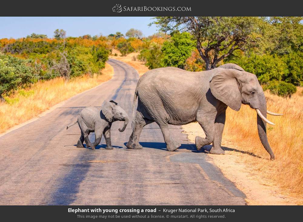 Elephant with young crossing a road in Kruger National Park, South Africa