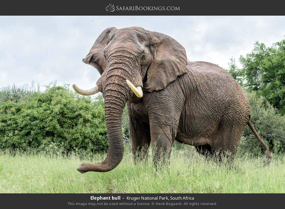 Elephant bull in Kruger National Park, South Africa
