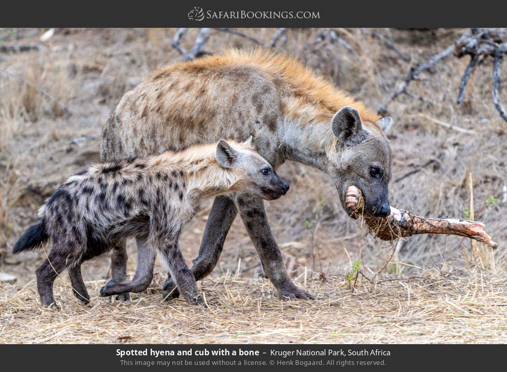 Spotted hyena and cub with a bone in Kruger National Park, South Africa