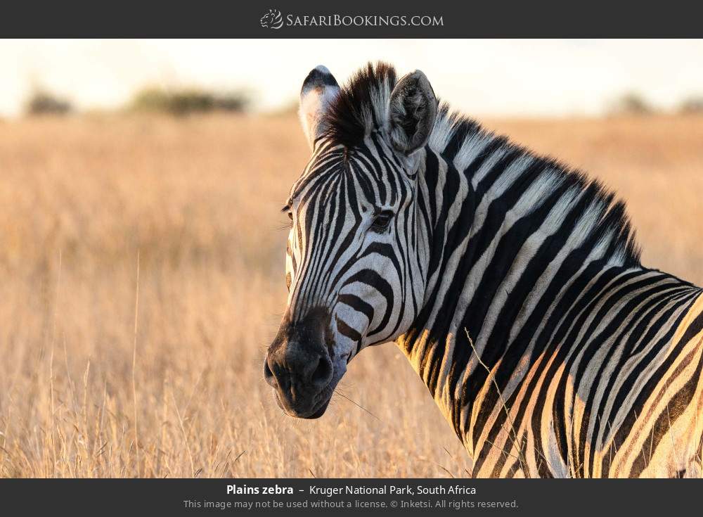 Plains zebra in Kruger National Park, South Africa