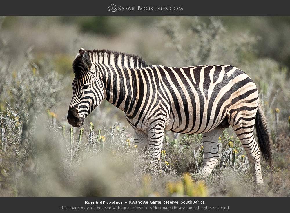 Plains zebra in Kwandwe Game Reserve, South Africa