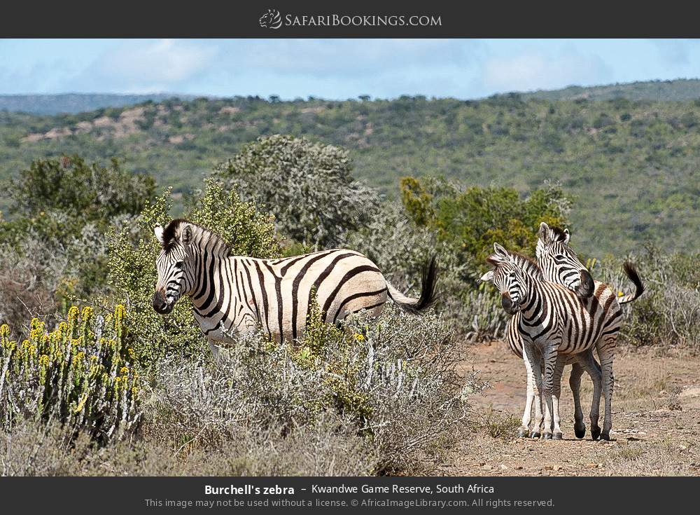 Burchell's zebra in Kwandwe Game Reserve, South Africa