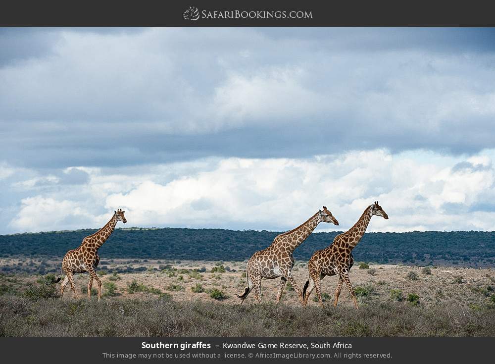 Southern giraffes in Kwandwe Game Reserve, South Africa