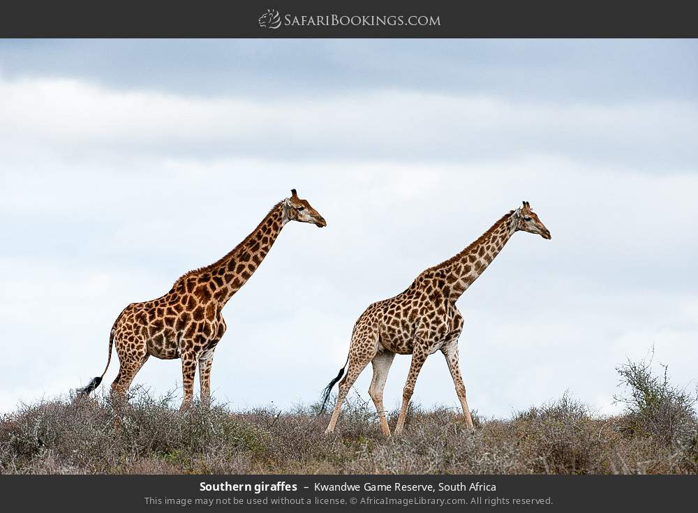 Southern giraffes in Kwandwe Game Reserve, South Africa