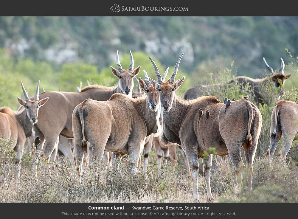 Common eland in Kwandwe Game Reserve, South Africa