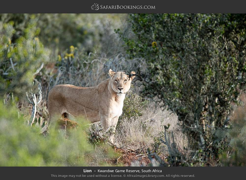 Lion in Kwandwe Game Reserve, South Africa