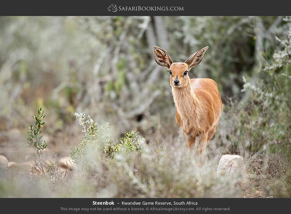 Steenbok in Kwandwe Game Reserve, South Africa