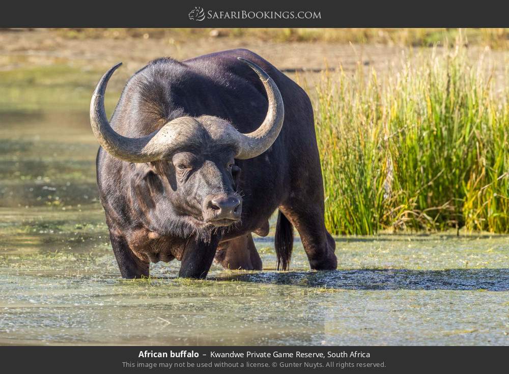 African buffalo in Kwandwe Private Game Reserve, South Africa