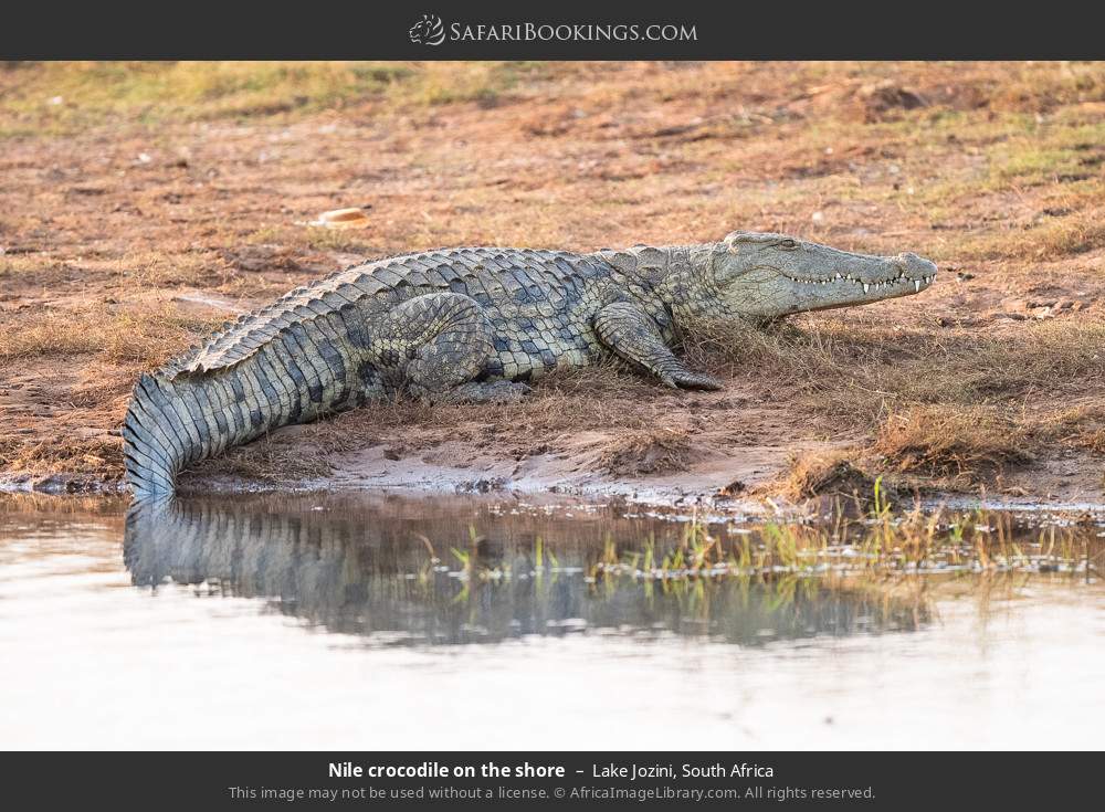 Nile crocodile on the shore in Lake Jozini, South Africa