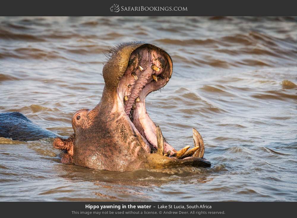Hippo yawning in the water in Lake St Lucia, South Africa