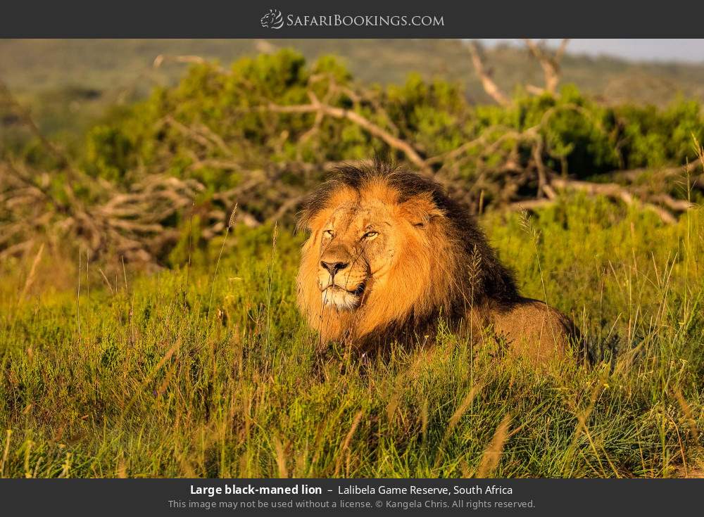Large black-maned lion in Lalibela Wildlife Reserve, South Africa