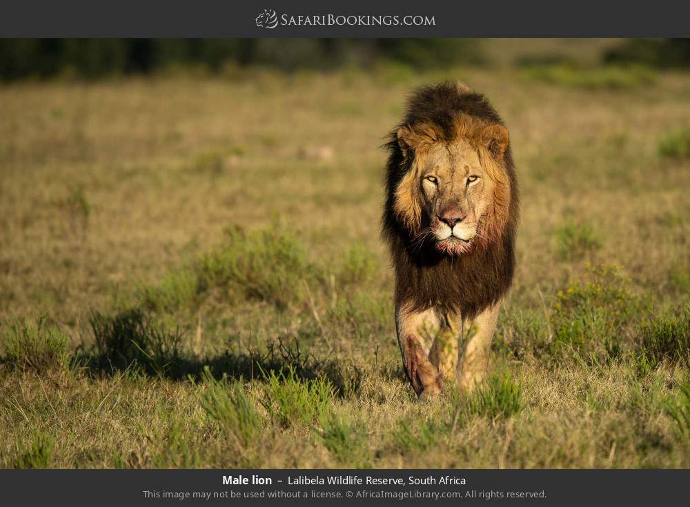 Male lion in Lalibela Wildlife Reserve, South Africa