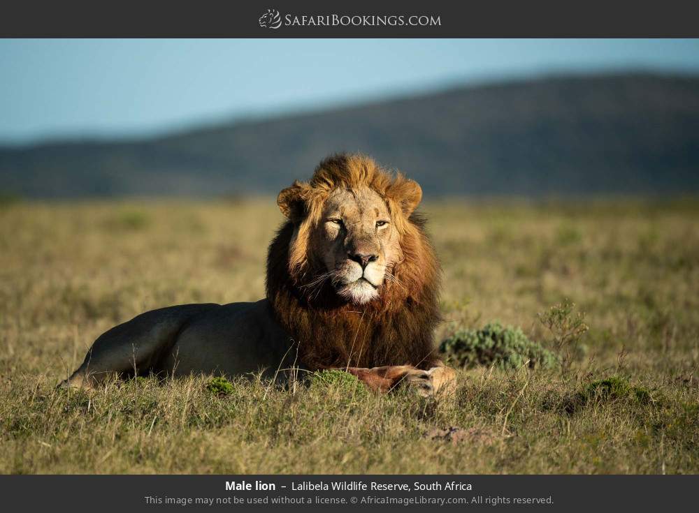 Male lion in Lalibela Wildlife Reserve, South Africa
