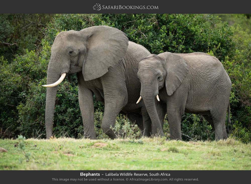 Elephants in Lalibela Wildlife Reserve, South Africa