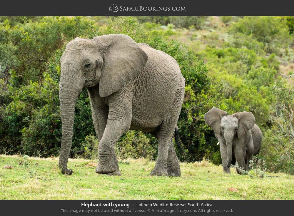 Elephant with young in Lalibela Wildlife Reserve, South Africa