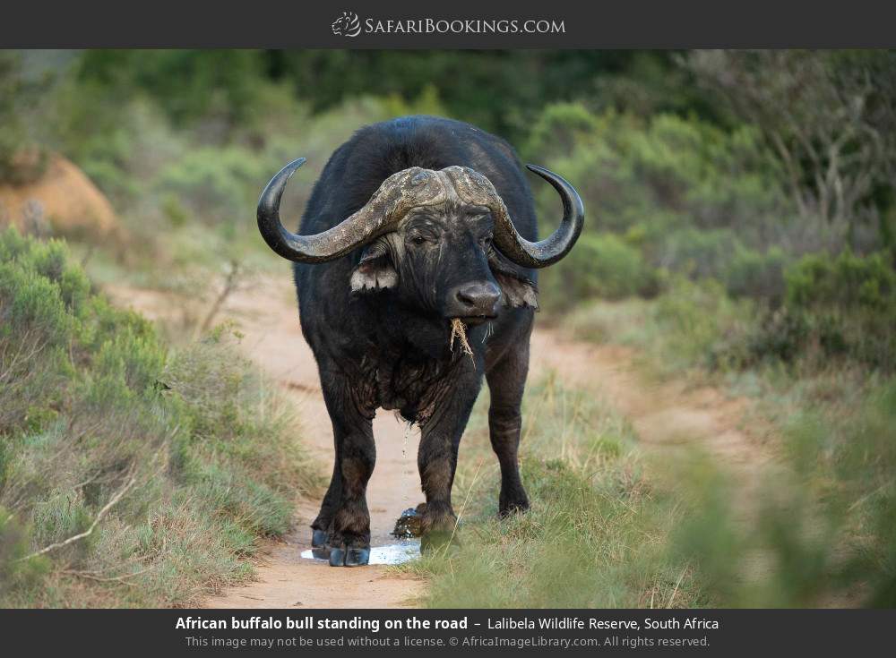 African buffalo bull standing on the road in Lalibela Wildlife Reserve, South Africa