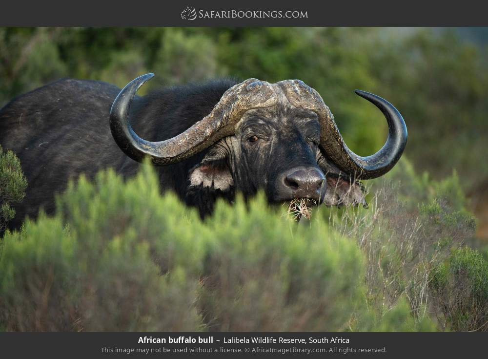 African buffalo bull in Lalibela Wildlife Reserve, South Africa