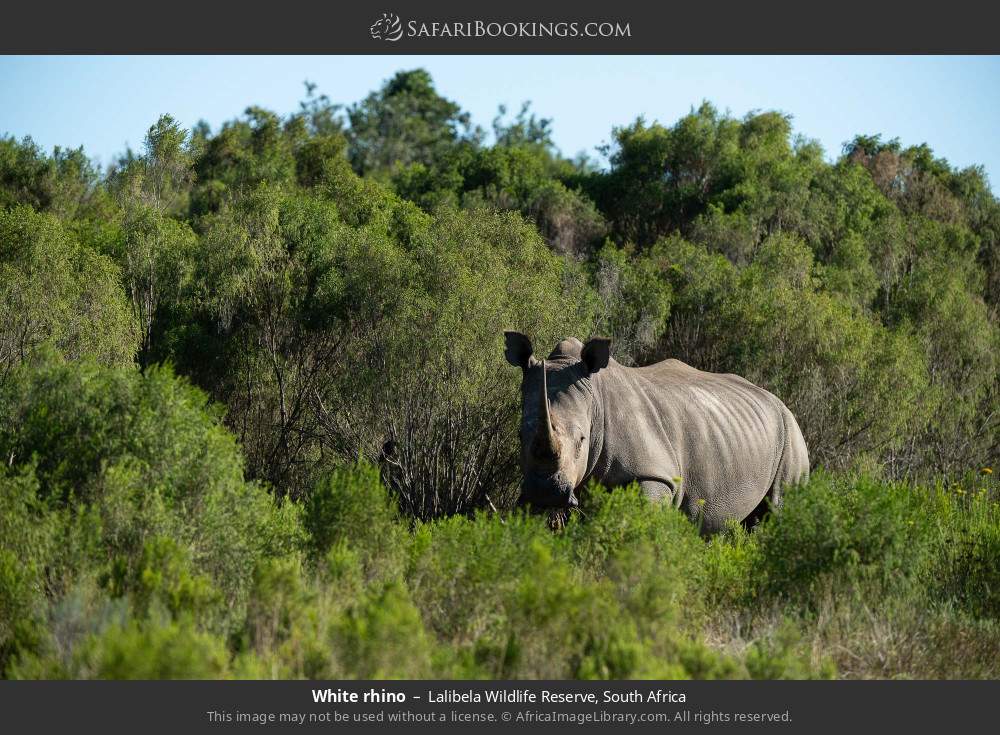 White rhino in Lalibela Wildlife Reserve, South Africa