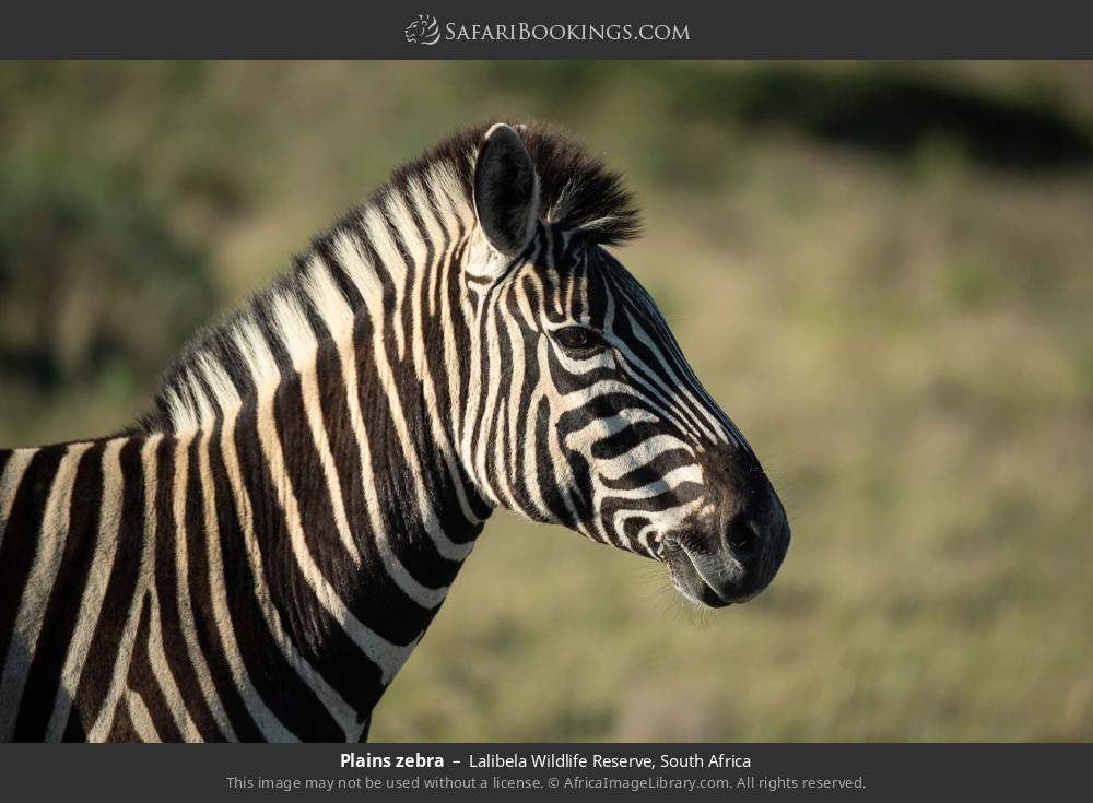 Plains zebra in Lalibela Wildlife Reserve, South Africa