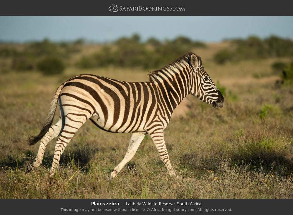 Plains zebra in Lalibela Wildlife Reserve, South Africa