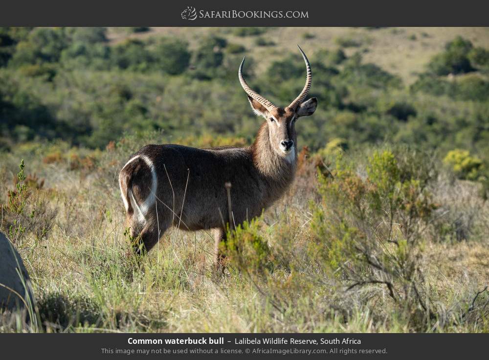 Common waterbuck bull in Lalibela Wildlife Reserve, South Africa