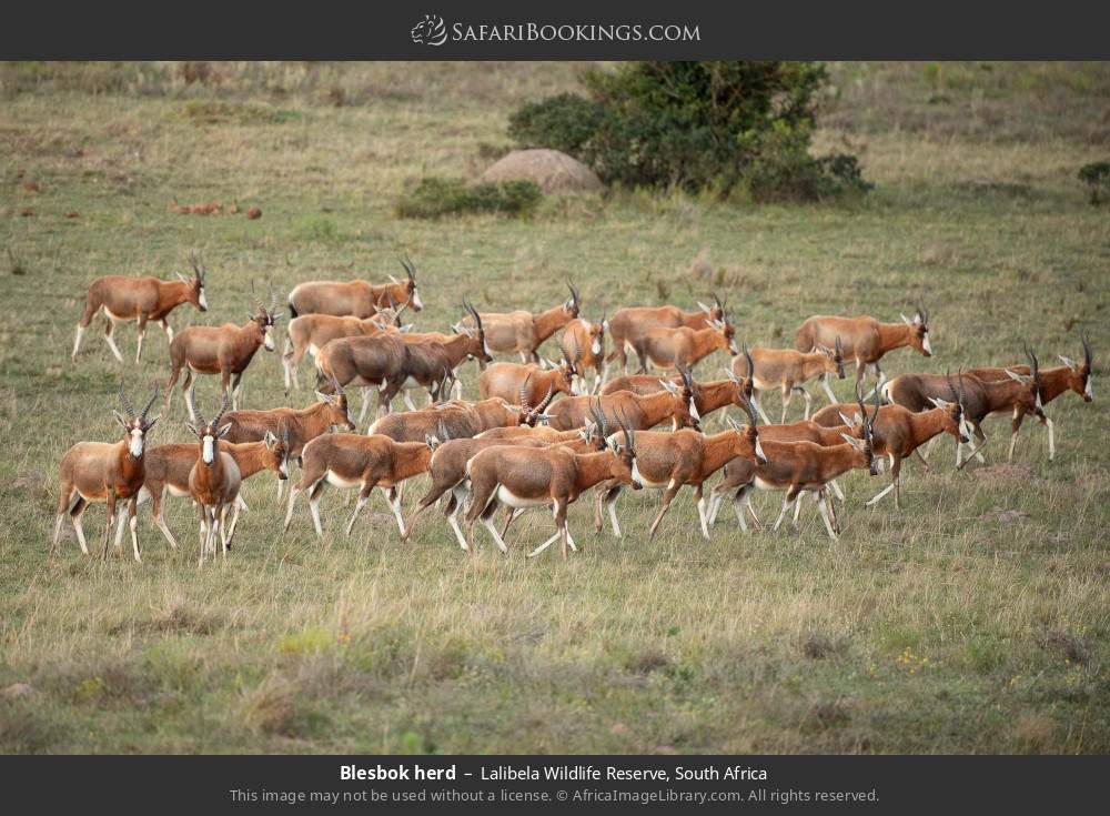 Blesbok herd in Lalibela Wildlife Reserve, South Africa