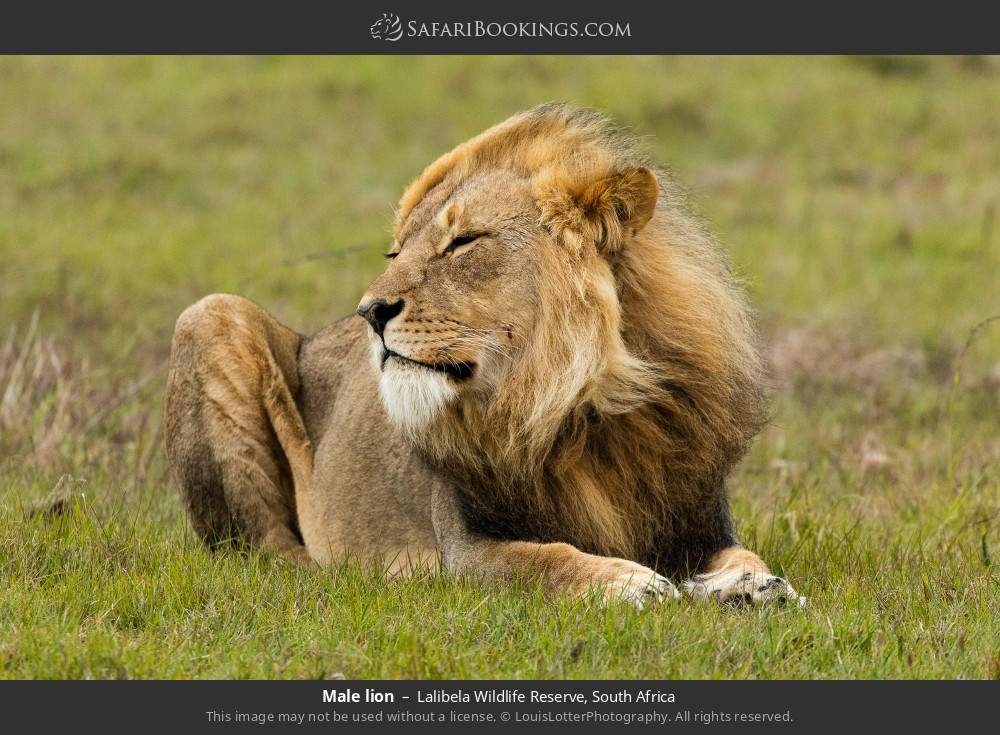 Male lion in Lalibela Wildlife Reserve, South Africa