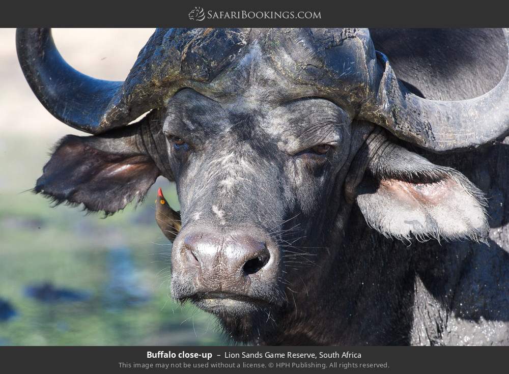 Buffalo close-up in Lion Sands Game Reserve, South Africa