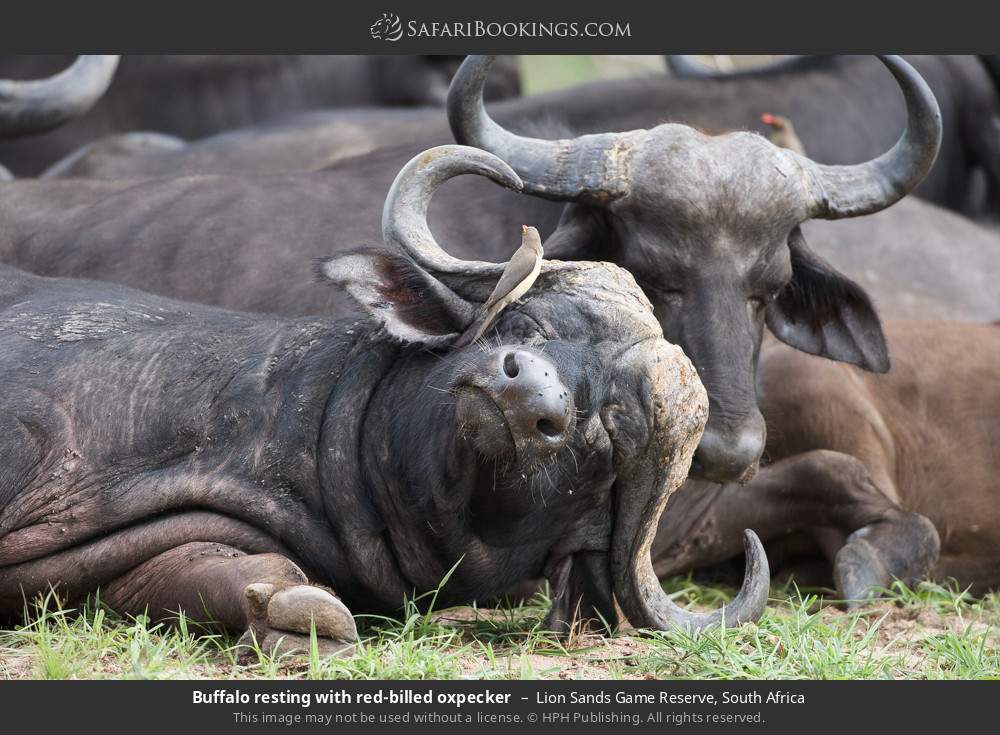 Buffalo resting with red-billed oxpecker in Lion Sands Game Reserve, South Africa
