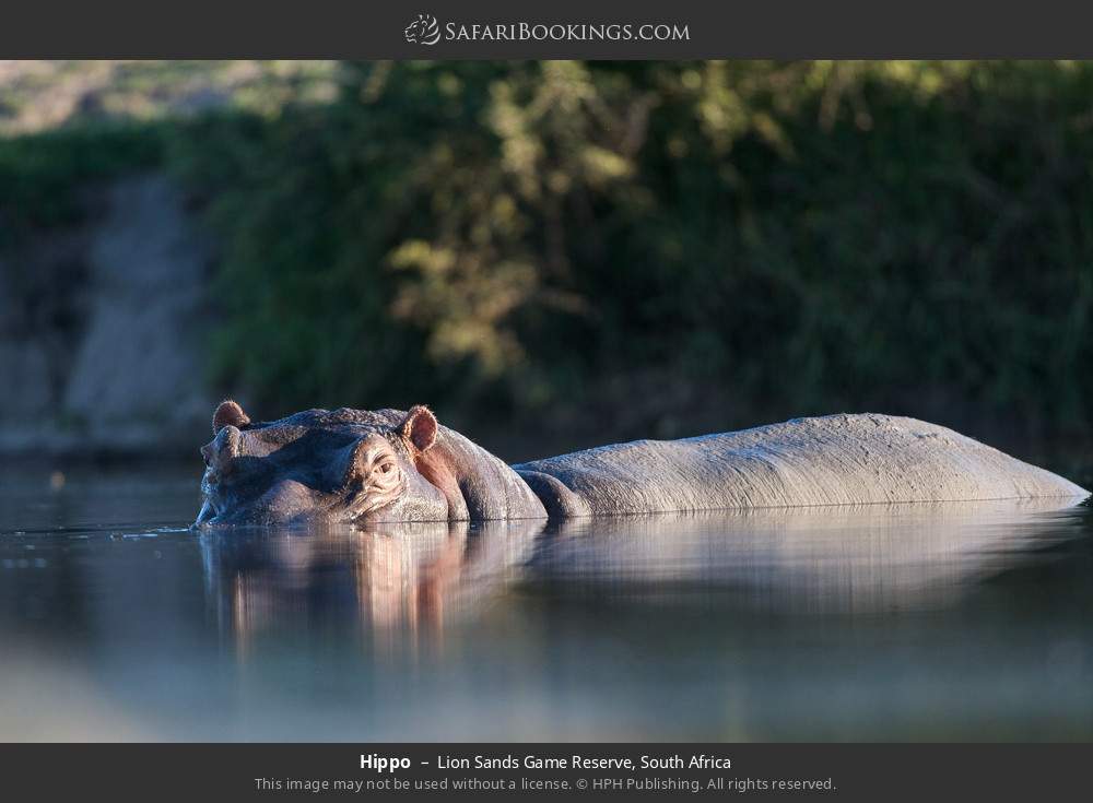 Hippo in Lion Sands Game Reserve, South Africa