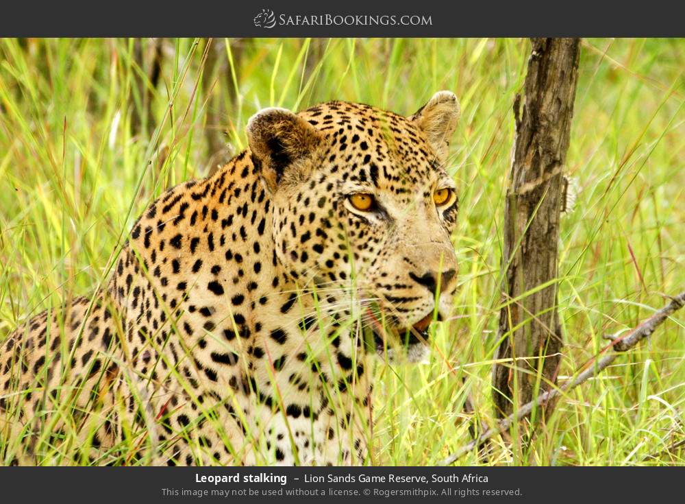 Leopard stalking in Lion Sands Game Reserve, South Africa