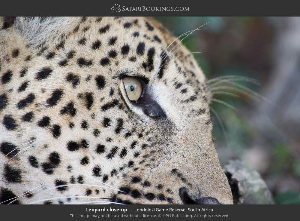 Leopard close-up in Londolozi Game Reserve, South Africa