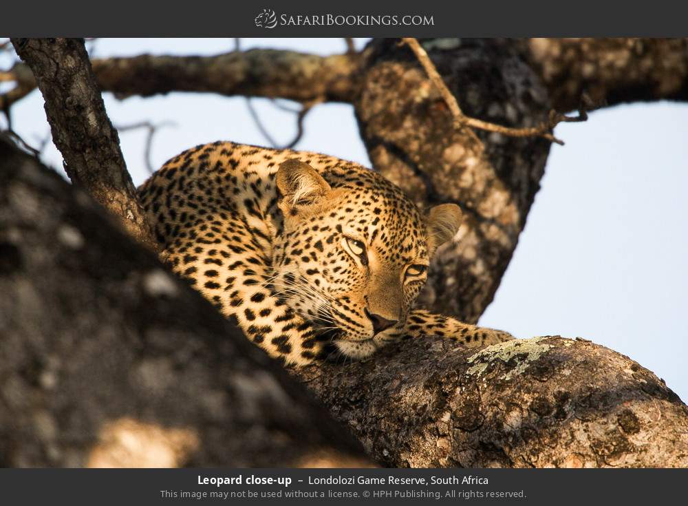 Leopard close-up in Londolozi Game Reserve, South Africa