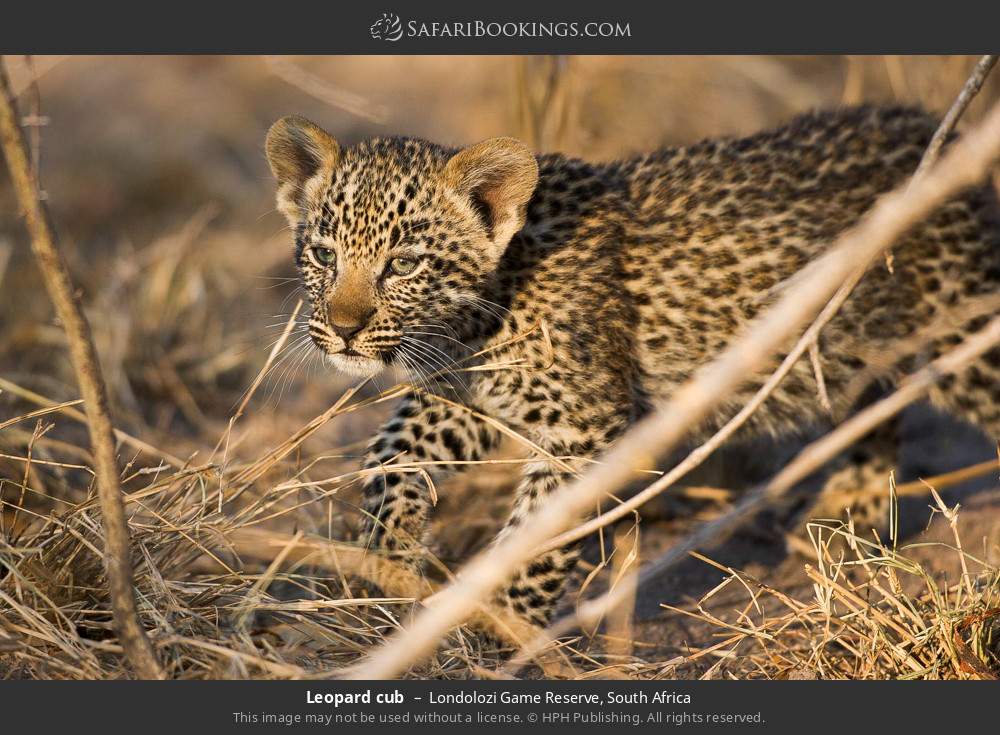 Leopard cub in Londolozi Game Reserve, South Africa