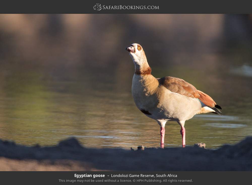 Egyptian goose in Londolozi Game Reserve, South Africa