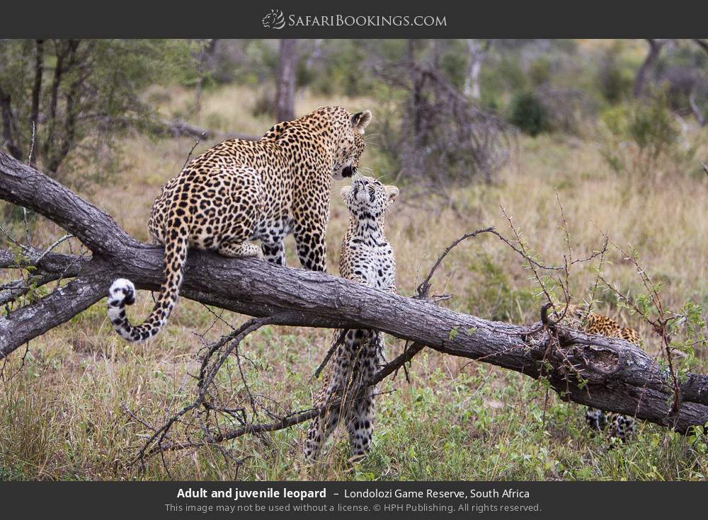 Adult and juvenile leopard in Londolozi Game Reserve, South Africa