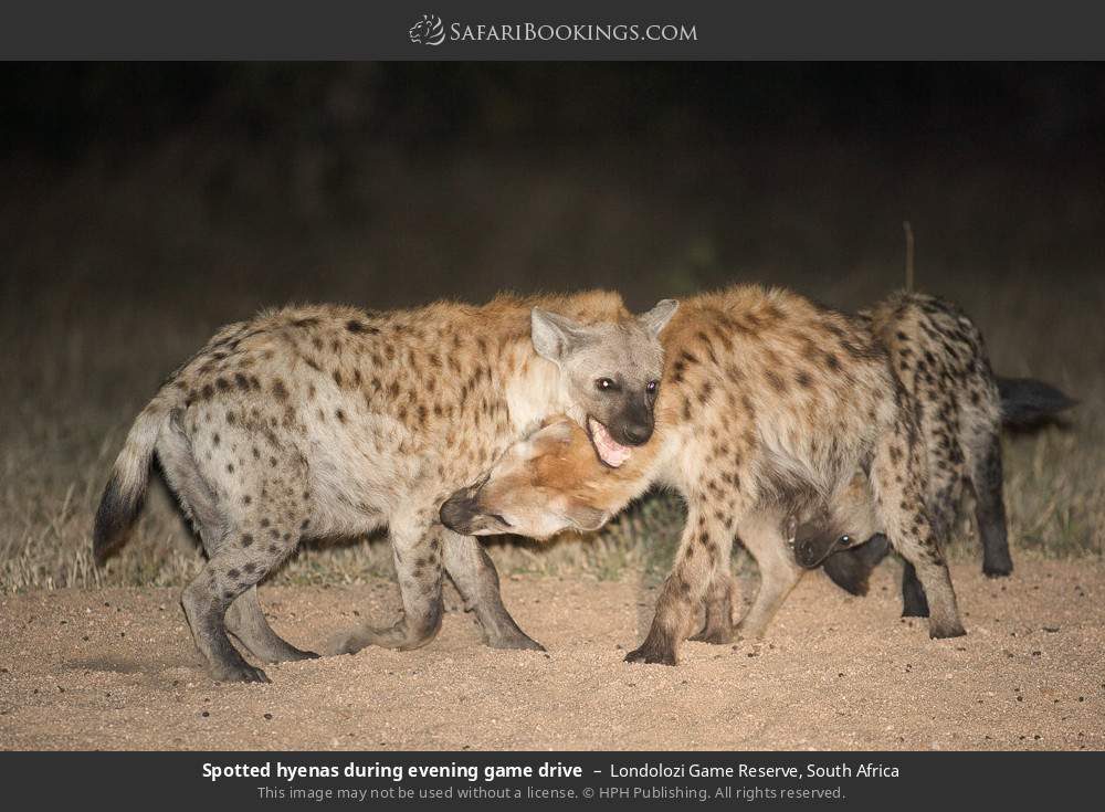 Spotted hyenas during evening game drive in Londolozi Game Reserve, South Africa