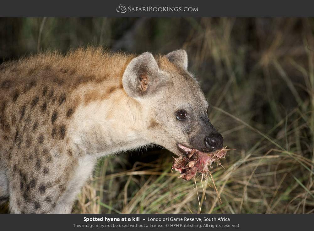 Spotted hyena at a kill in Londolozi Game Reserve, South Africa