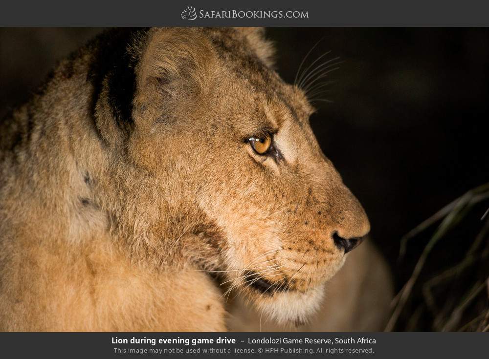 Lion during evening game drive in Londolozi Game Reserve, South Africa