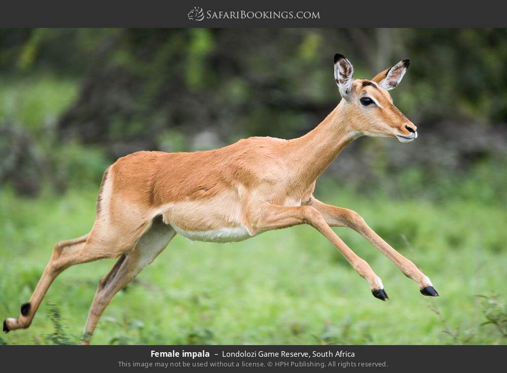 Female impala in Londolozi Game Reserve, South Africa