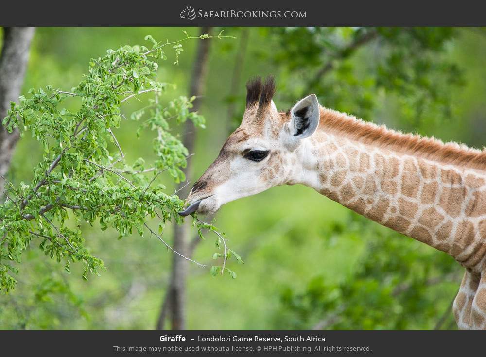 Giraffe in Londolozi Game Reserve, South Africa