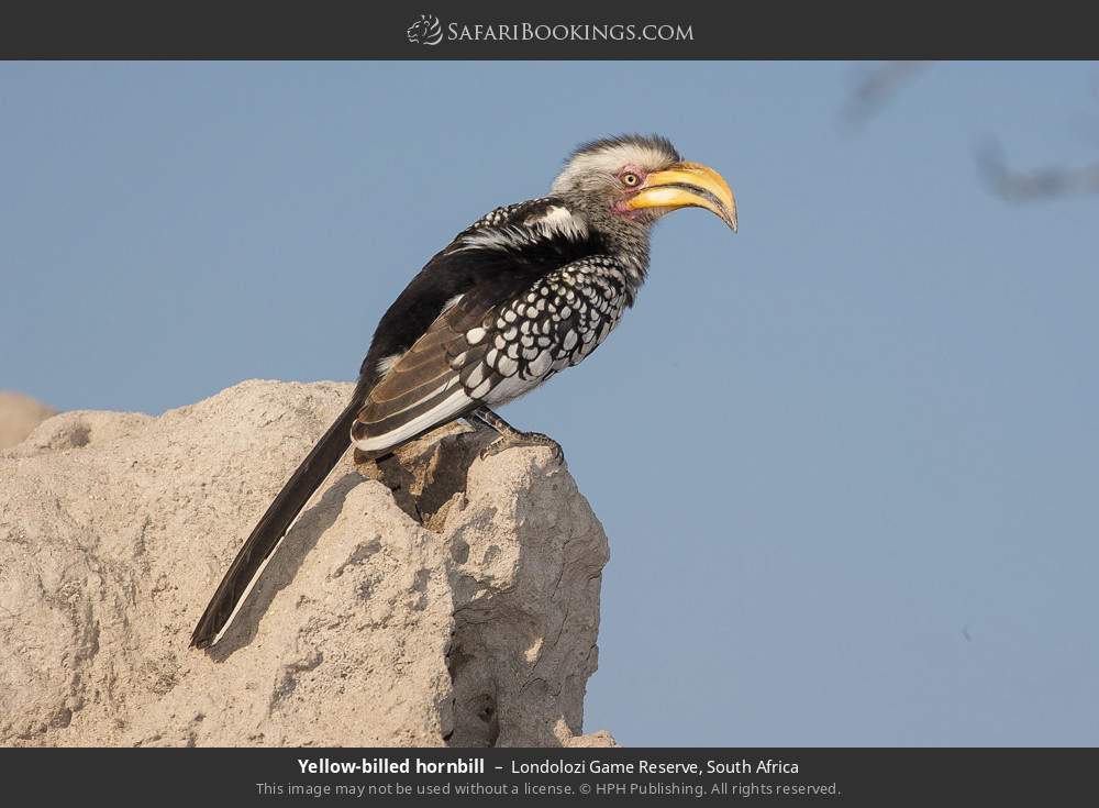 Yellow-billed hornbill in Londolozi Game Reserve, South Africa