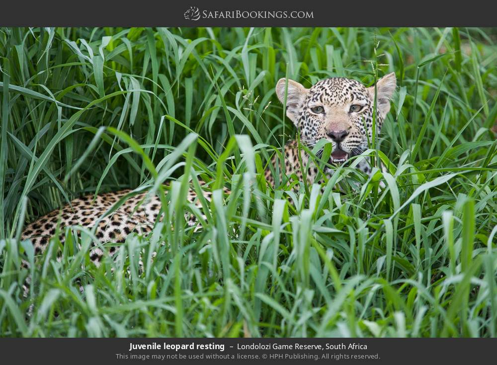 Juvenile leopard resting in Londolozi Game Reserve, South Africa