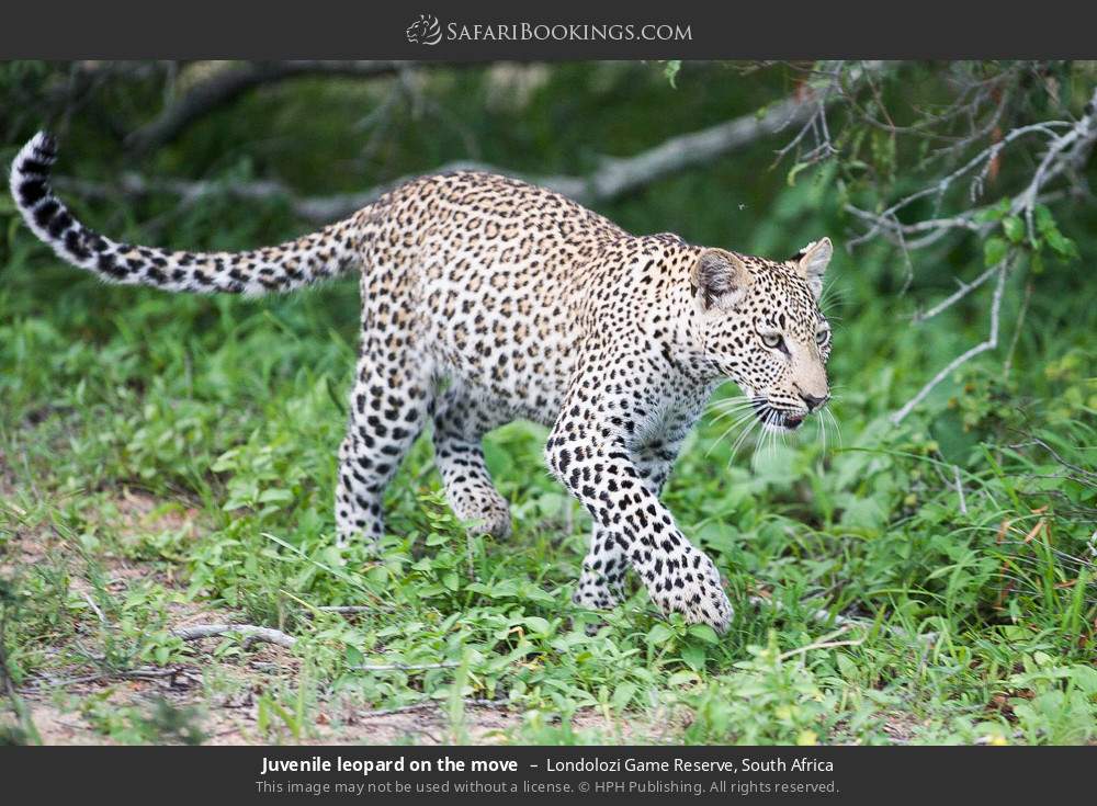 Juvenile leopard on the move in Londolozi Game Reserve, South Africa