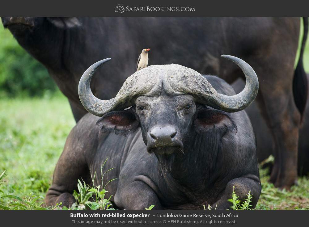 Buffalo with red-billed oxpecker in Londolozi Game Reserve, South Africa
