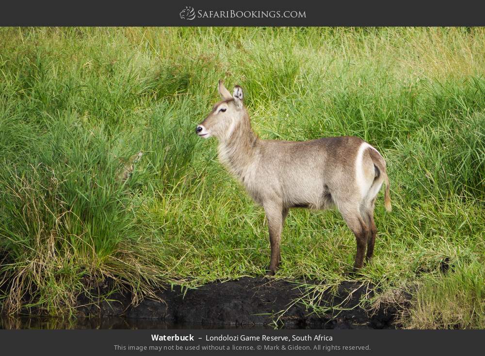 Waterbuck in Londolozi Game Reserve, South Africa