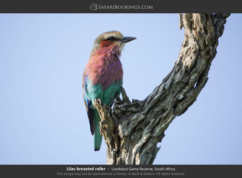 Lilac-breasted roller in Londolozi Game Reserve, South Africa