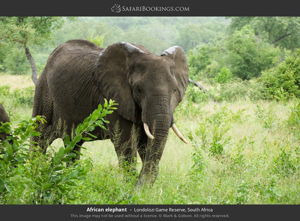 African elephant in Londolozi Game Reserve, South Africa